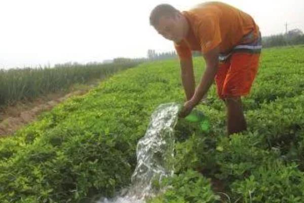 种花生一窝用几颗种子，每窝可播种2-3粒