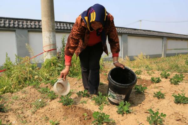 种花生一窝用几颗种子，每窝可播种2-3粒