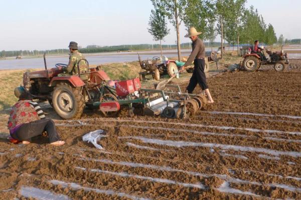 种花生一窝用几颗种子，每窝可播种2-3粒