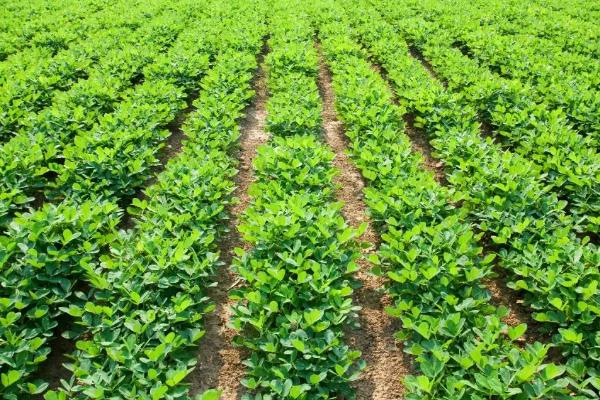 种花生一窝用几颗种子，每窝可播种2-3粒