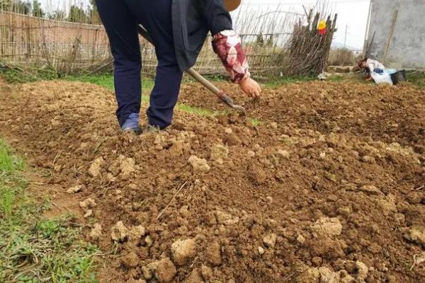 种花生一窝用几颗种子，每窝可播种2-3粒