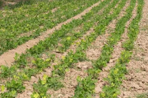 种花生一窝用几颗种子，每窝可播种2-3粒