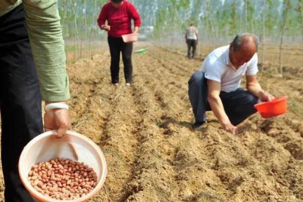 种花生一窝用几颗种子，每窝可播种2-3粒
