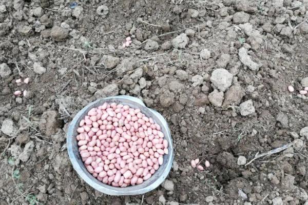 种花生一窝用几颗种子，每窝可播种2-3粒