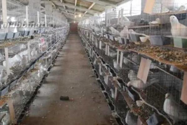 鸽子怎么养，鸽棚要尽量保持干净