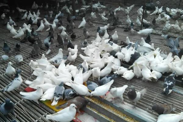 鸽子怎么养，鸽棚要尽量保持干净