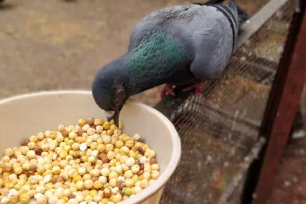 鸽子怎么养，鸽棚要尽量保持干净