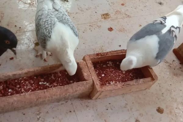 鸽子怎么养，鸽棚要尽量保持干净