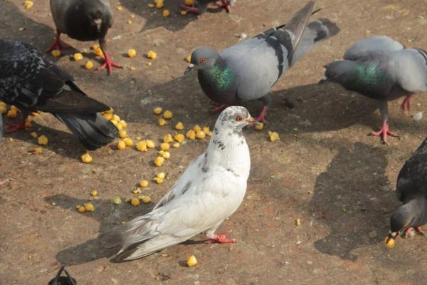 鸽子怎么养，鸽棚要尽量保持干净