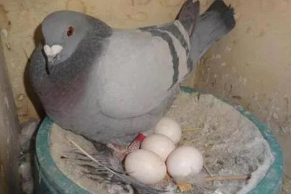 鸽子怎么养，鸽棚要尽量保持干净