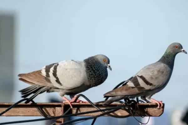 鸽子怎么养，鸽棚要尽量保持干净