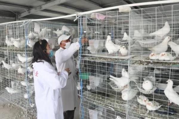 鸽子怎么养，鸽棚要尽量保持干净