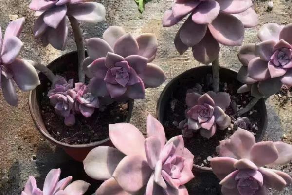 紫乐的养殖方法，适合生长在较为湿润的环境中