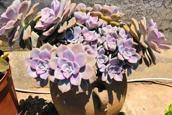 紫乐的养殖方法，适合生长在较为湿润的环境中