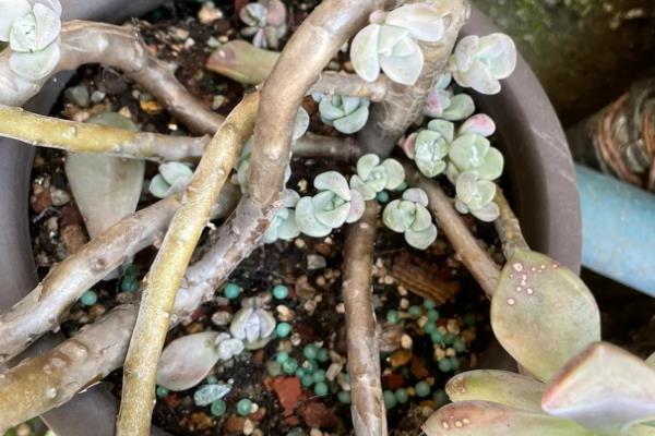 紫乐的养殖方法，适合生长在较为湿润的环境中