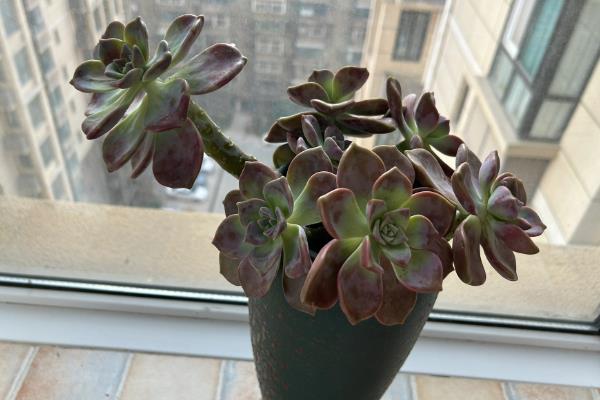 紫乐的养殖方法，适合生长在较为湿润的环境中