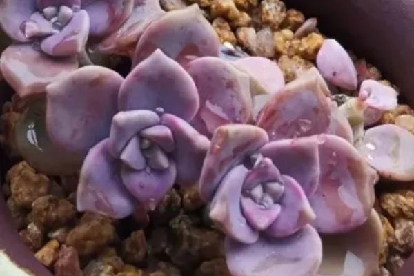 紫乐的养殖方法，适合生长在较为湿润的环境中