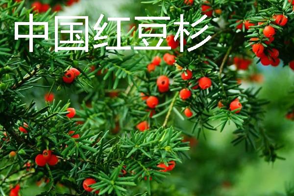 红豆杉的保护等级，属于国家一级保护植物