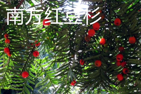 红豆杉的保护等级，属于国家一级保护植物