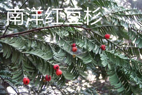 红豆杉的保护等级，属于国家一级保护植物