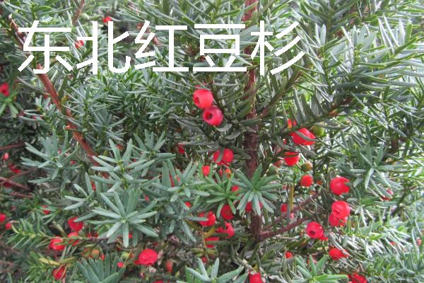 红豆杉的保护等级，属于国家一级保护植物