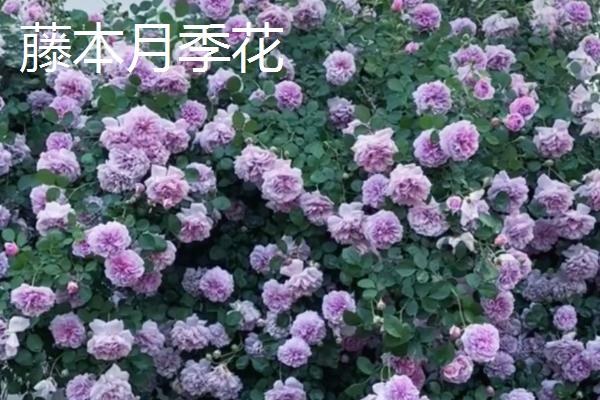 大门外适合种什么花，推荐藤本月季花、梅花等