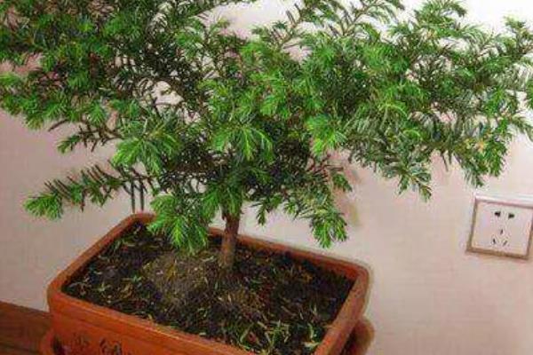 红豆杉的保护等级，属于国家一级保护植物