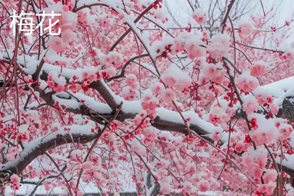 大门外适合种什么花，推荐藤本月季花、梅花等