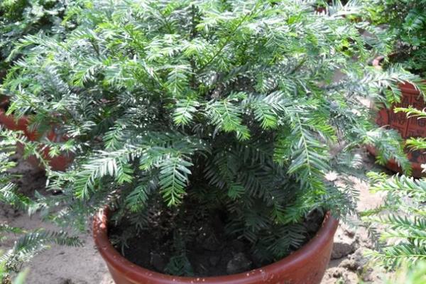 红豆杉的保护等级，属于国家一级保护植物