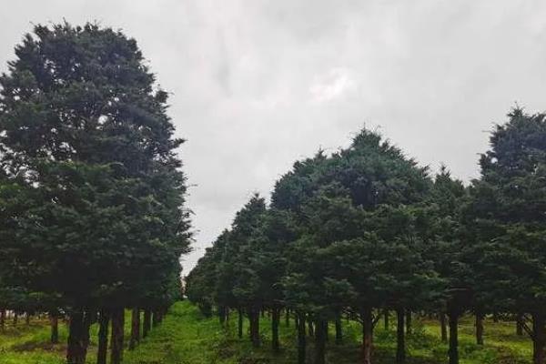 红豆杉的保护等级，属于国家一级保护植物