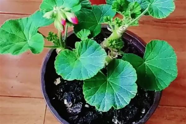 天竺葵的种植方法，秋冬季1-2天浇一次水即可