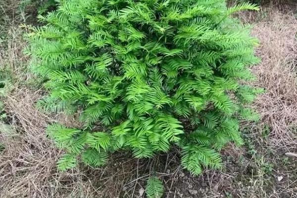 红豆杉的保护等级，属于国家一级保护植物