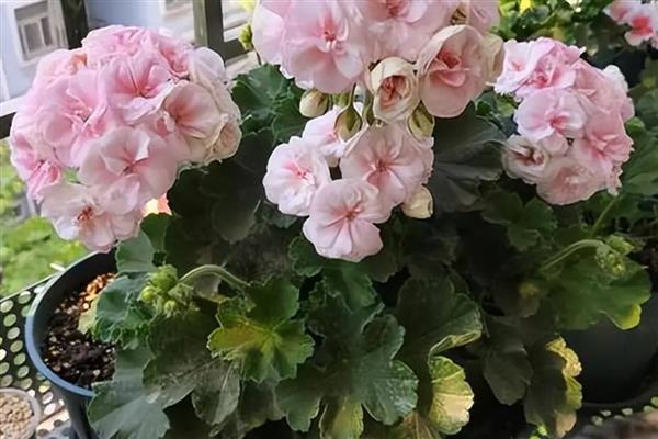 天竺葵的种植方法，秋冬季1-2天浇一次水即可