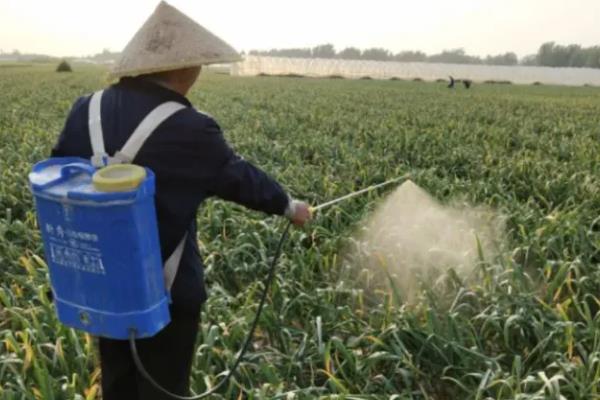种蒜苗用什么肥料，以有机肥为主