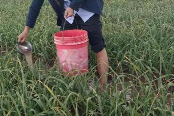 种蒜苗用什么肥料，以有机肥为主