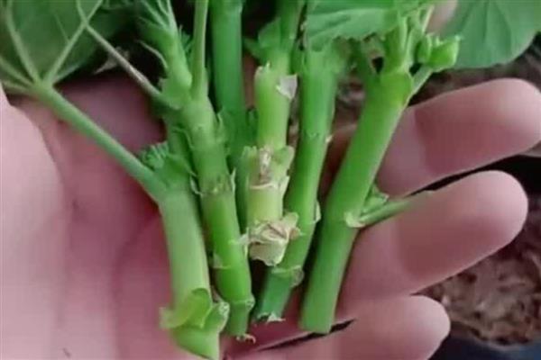 天竺葵的种植方法，秋冬季1-2天浇一次水即可