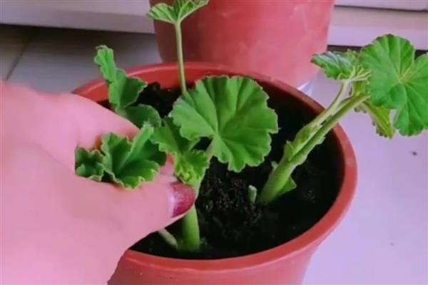 天竺葵的种植方法，秋冬季1-2天浇一次水即可