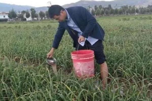 种蒜苗用什么肥料，以有机肥为主