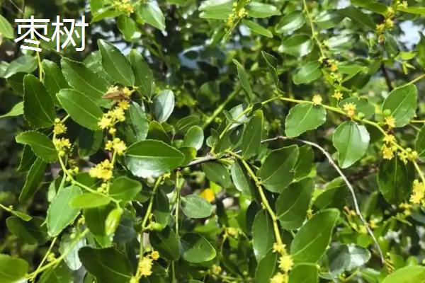大门外适合种什么花，推荐藤本月季花、梅花等