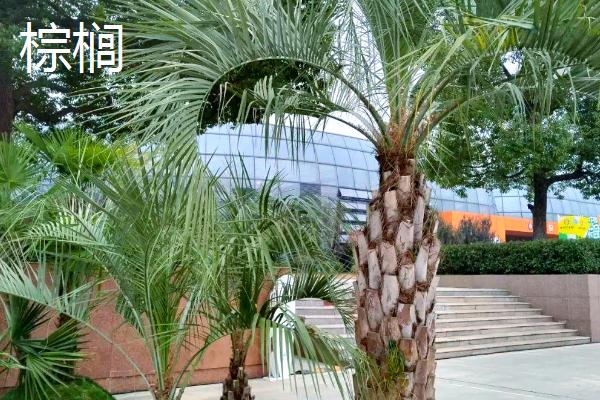 大门外适合种什么花，推荐藤本月季花、梅花等