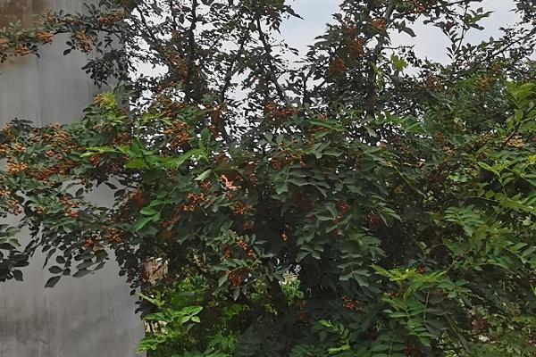 大门外适合种什么花，推荐藤本月季花、梅花等