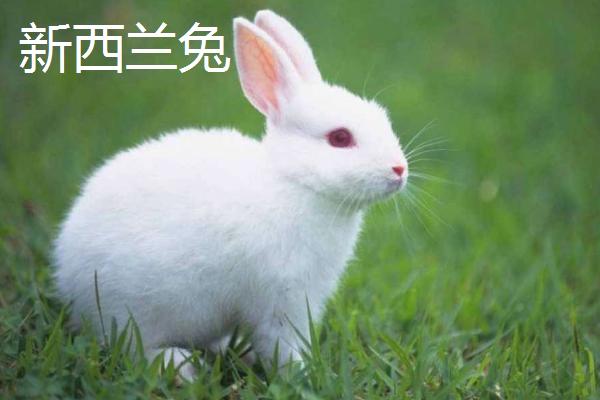 养什么品种的肉兔好，推荐新西兰兔、哈白兔等