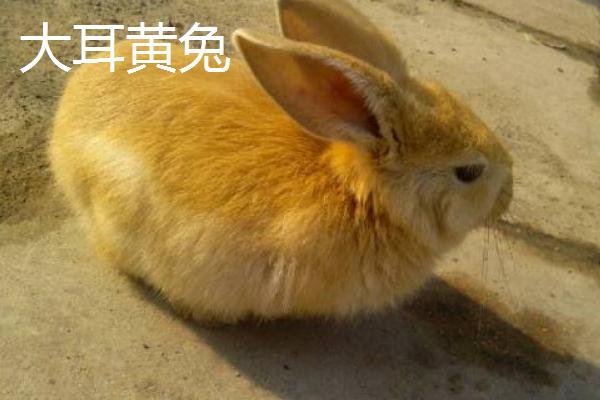 养什么品种的肉兔好，推荐新西兰兔、哈白兔等