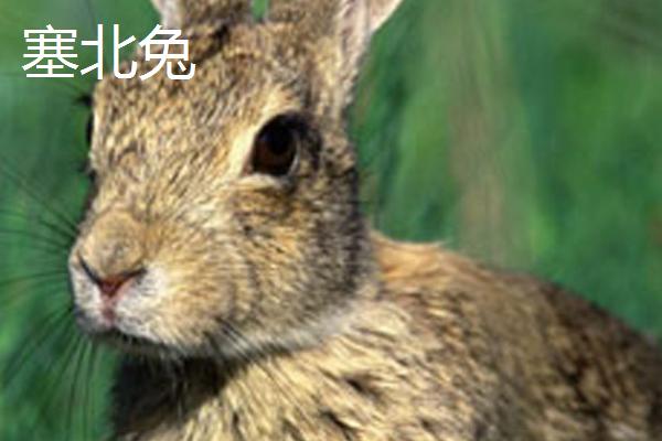 养什么品种的肉兔好，推荐新西兰兔、哈白兔等