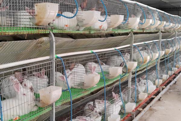 养什么品种的肉兔好，推荐新西兰兔、哈白兔等
