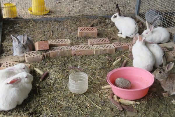 养什么品种的肉兔好，推荐新西兰兔、哈白兔等