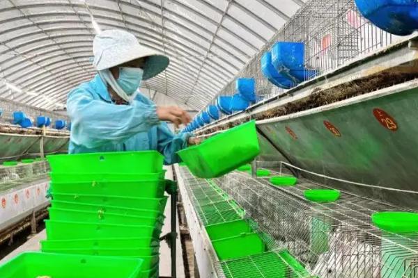 养什么品种的肉兔好，推荐新西兰兔、哈白兔等