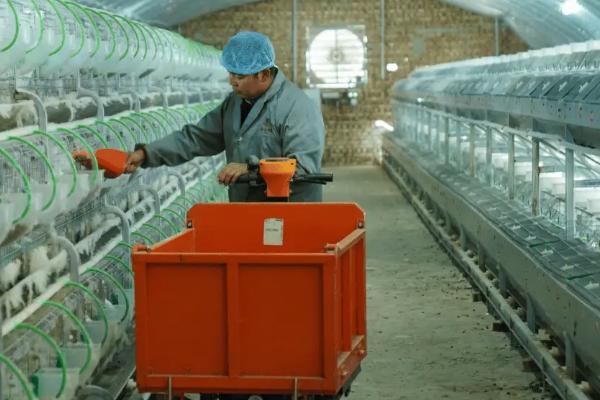 养什么品种的肉兔好，推荐新西兰兔、哈白兔等