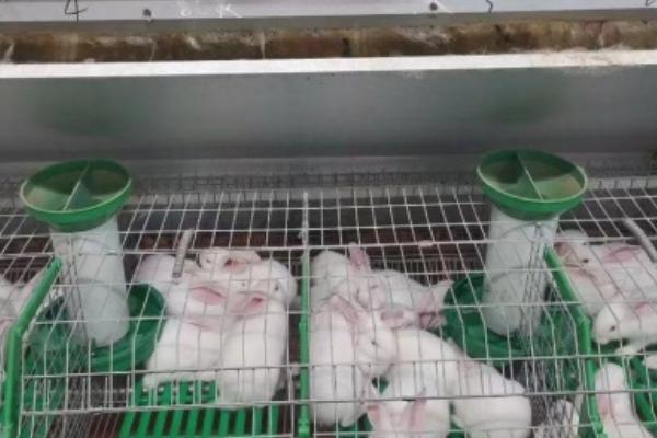 养什么品种的肉兔好，推荐新西兰兔、哈白兔等