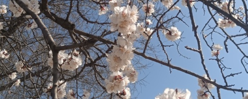 杏花的开放时间，一般为每年3-4月份